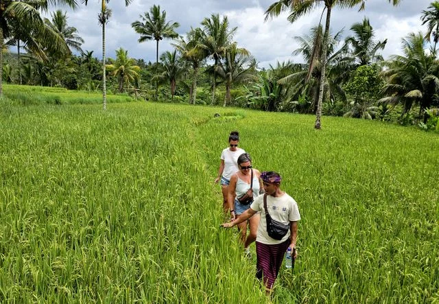 Rice paddies beside Sio Maasai lodge in Usa River, Tanzania